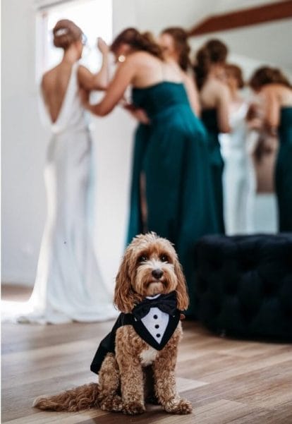 ideas de boda de mascotas